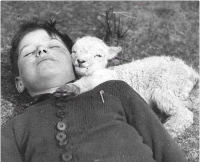 Ребенок и овца