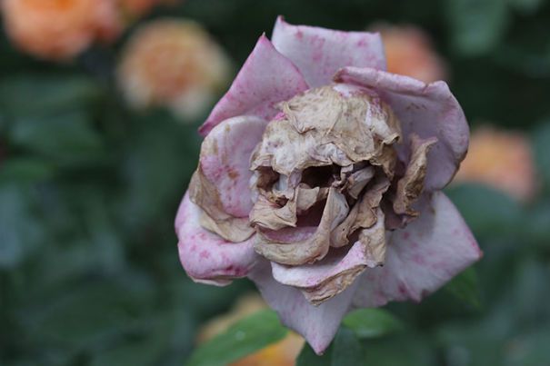 Роза с черепом