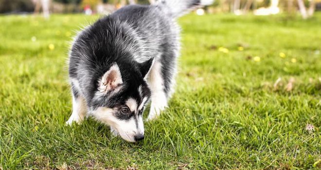 Собака на траве