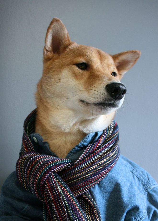 Собака с шарфом
