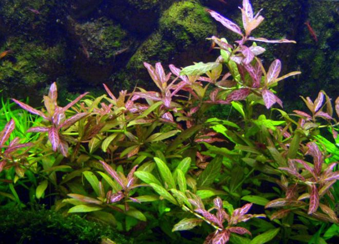аквариумное гигрофила растение 1