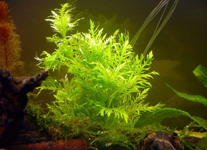 аквариумное гигрофила растение 4