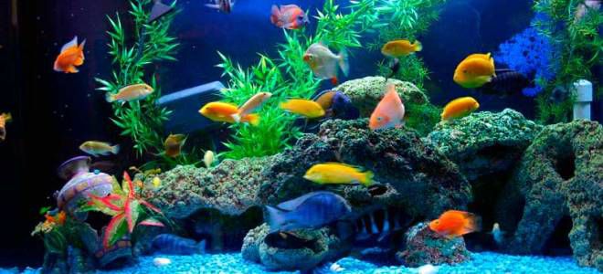 красивые аквариумные рыбки