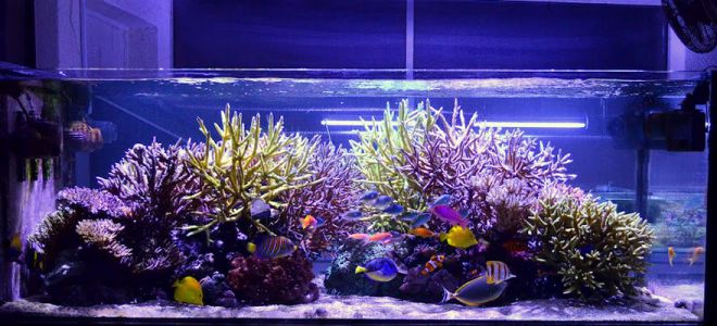 свет для аквариума
