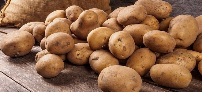 фото3 картофель коломбо урожайность