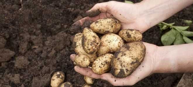 фото3 картофель вега урожайность