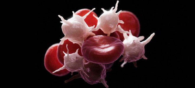 как поднять тромбоциты в крови