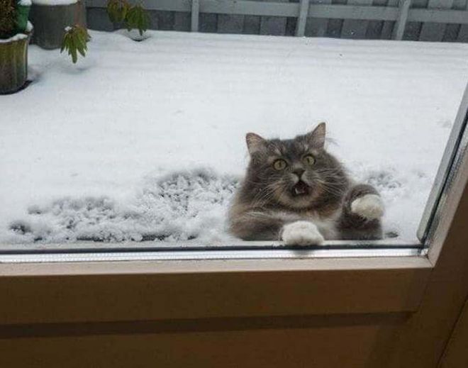 кот на улице зимой