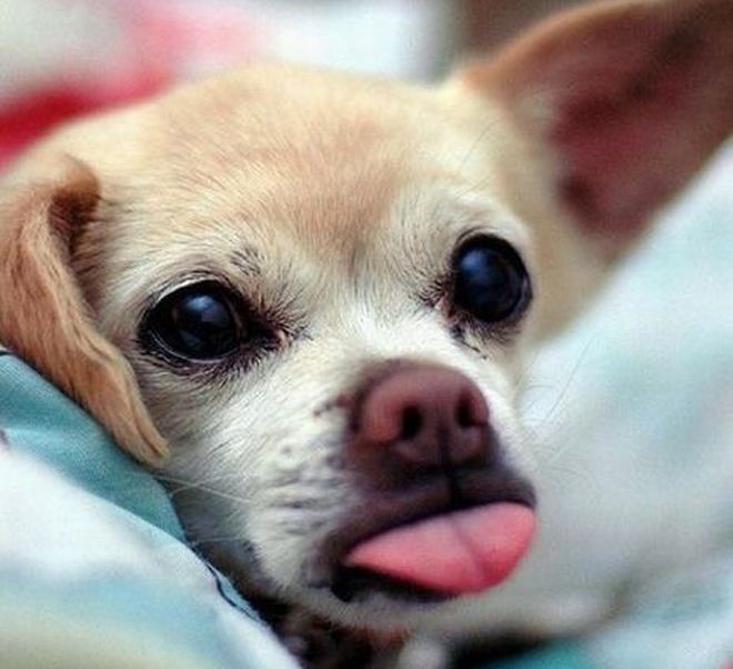 собака с языком