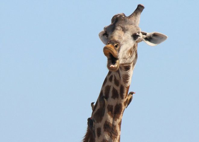 жираф который знает как нужно фотографироваться уточкой