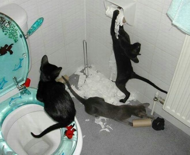 коты и туалетная бумага