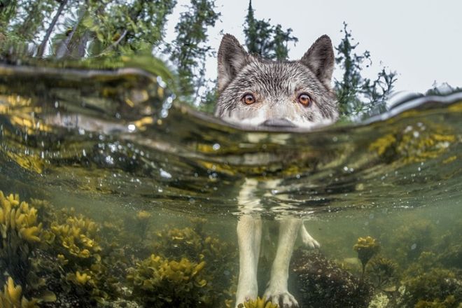 Просто волк принимает ванну