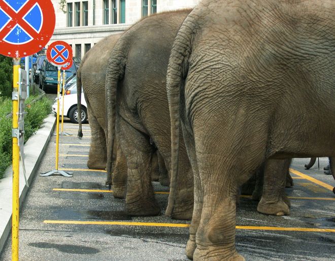 слон на парковке