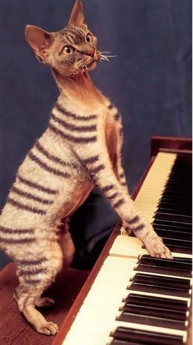 Кот рояль
