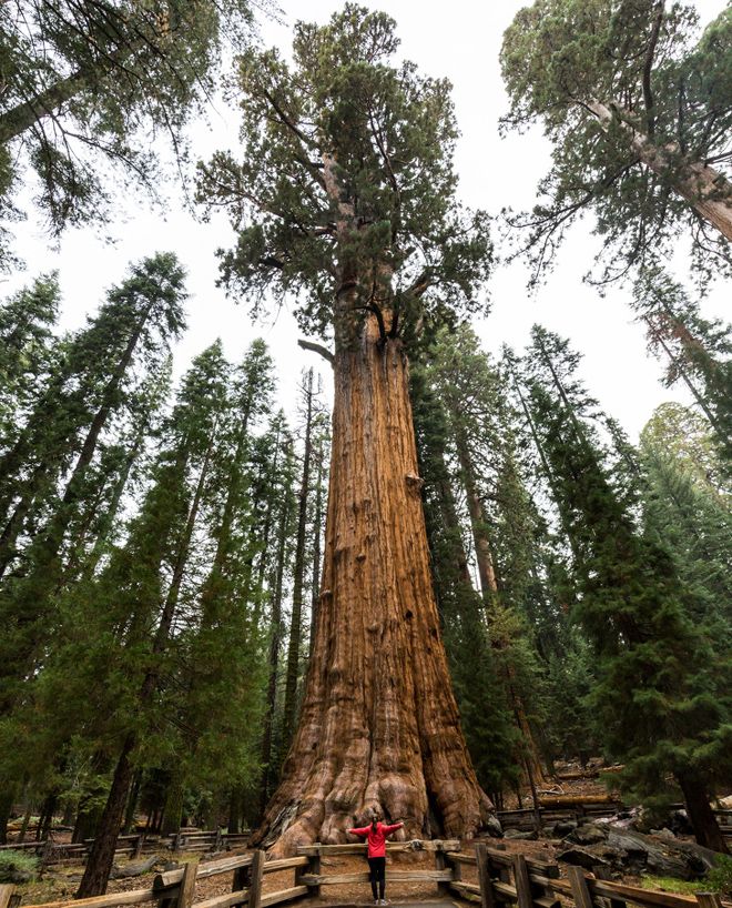 самое большое дерево