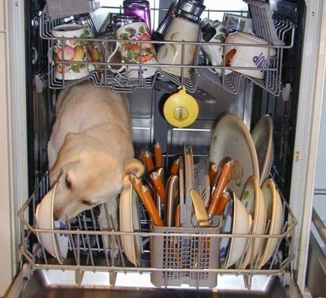 собака в посудомойке