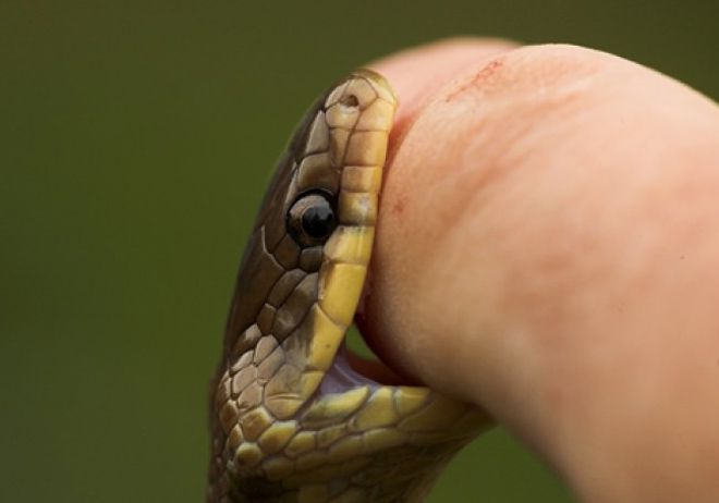 миф после укуса змеи нужно отсосать яд