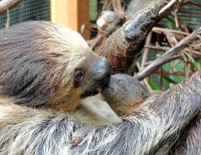маленького ленивца целует мать
