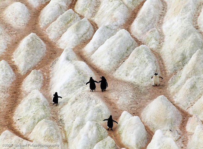 айсберг на котором пингвины