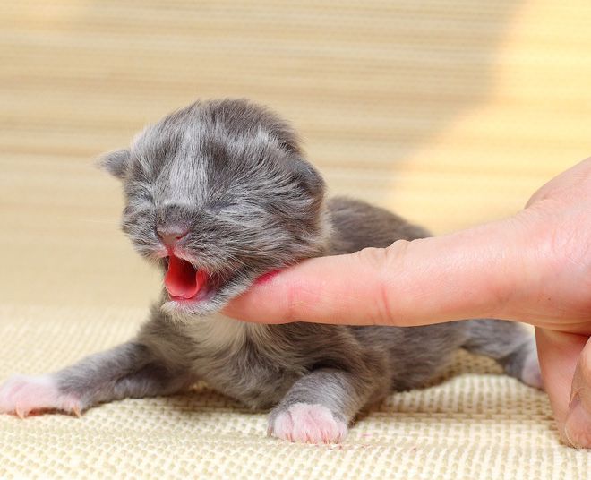 беззащитный новорожденный котенок
