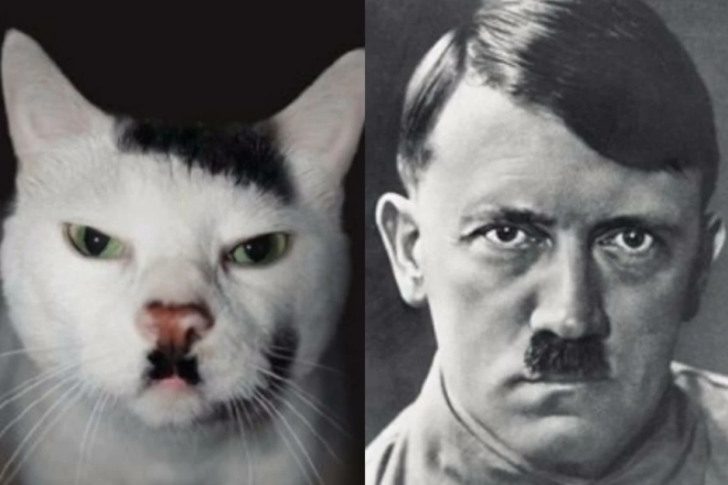 Как считаете, похож на Гитлера