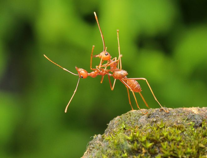 муравьиное танго настоящее искусство