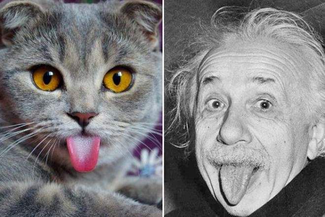 Кот похожий на Эйнштейна