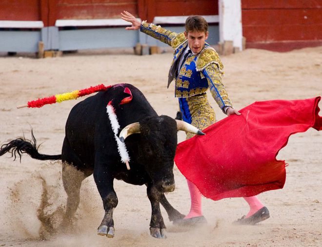миф красный цвет вызывает у быков агрессию