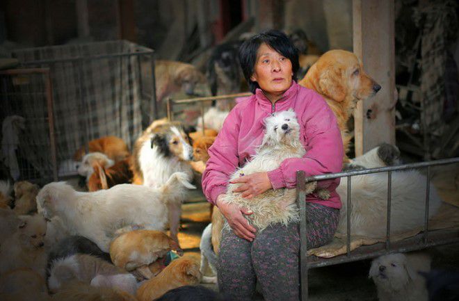 китайцы едят кошек и собак
