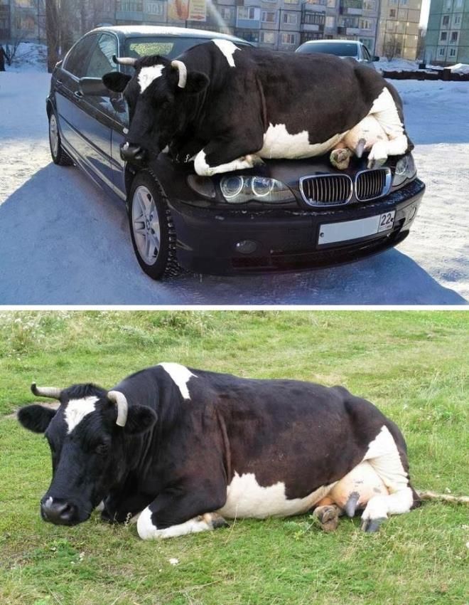 Корова, которая решила согреться на капоте авто