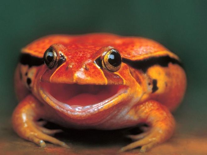 оранжевая жаба