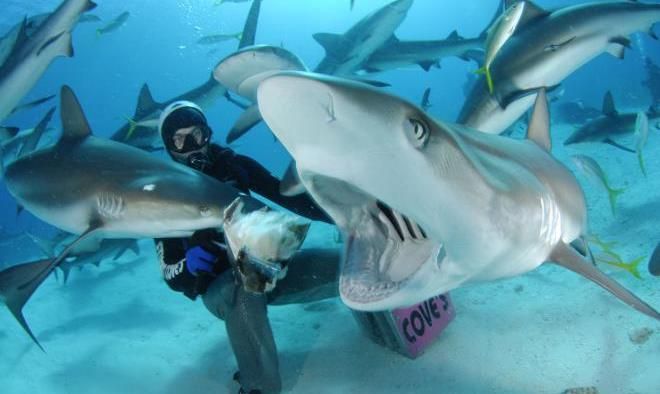 Туризм с акулами