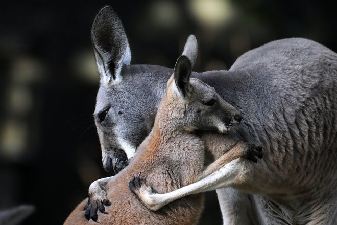 Объятия кенгуру - любовь в самом первозданном виде