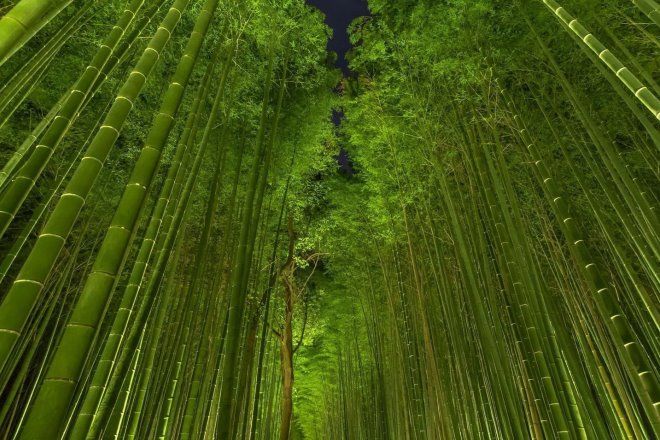 Леса из бамбука