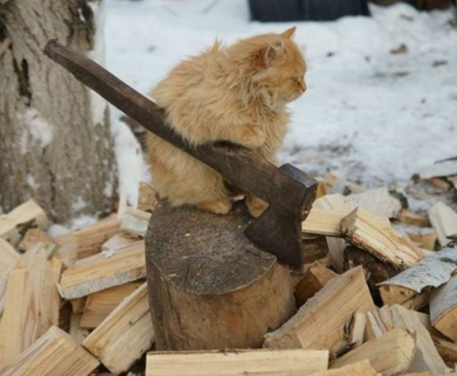 кот колит дрова