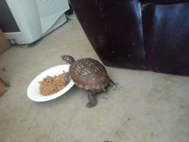 Черепаха есть кошачий корм