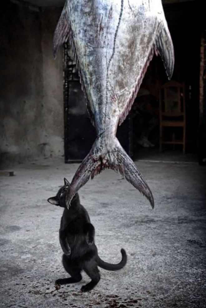 Котенок ворует большую рыбину