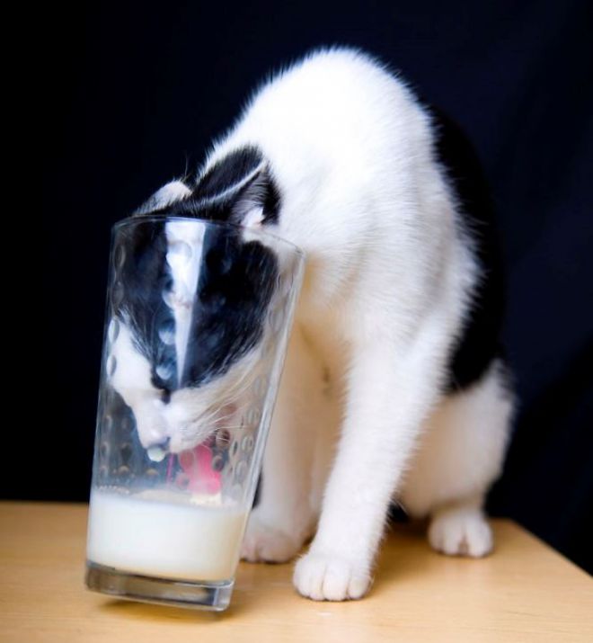 Кот пьет из стакана