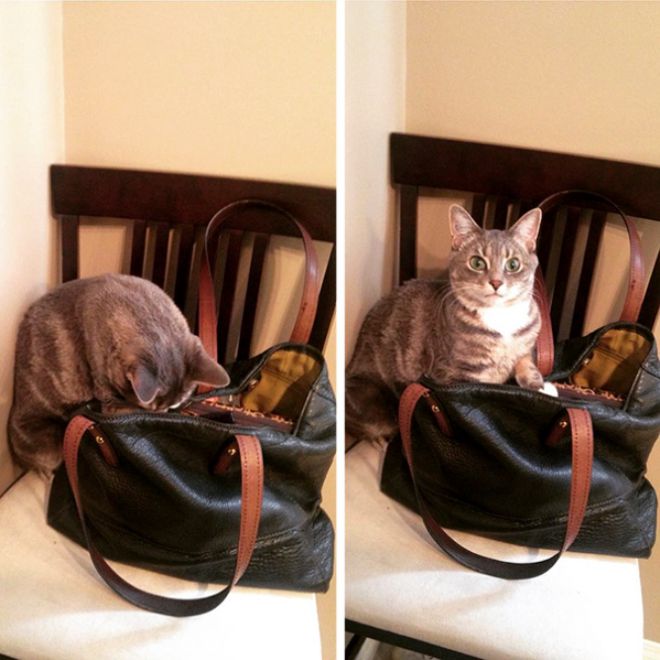 Кошка роется в сумочке