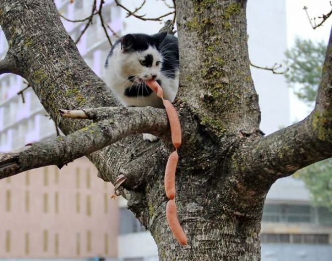 Кот с сосисками на дереве