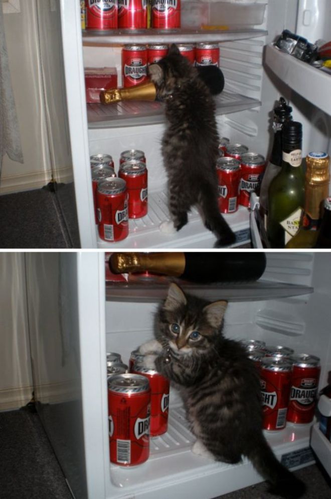 Котенок ворует из холодильника