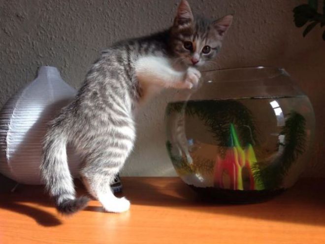 Котенок заглядывает в круглый аквариум