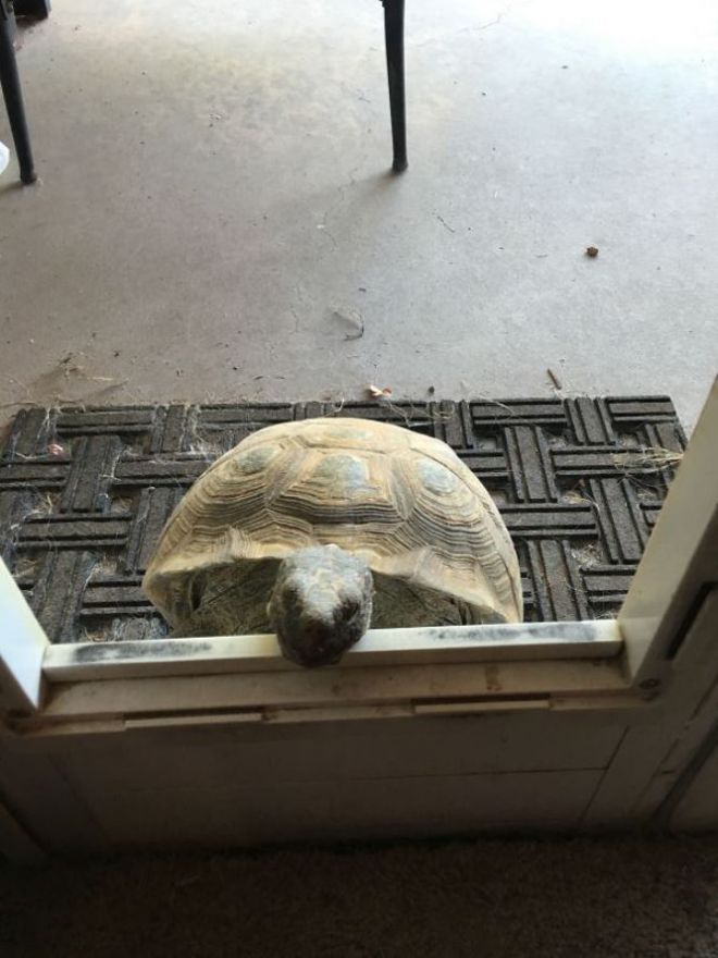 Черепаха залезает в дверцу