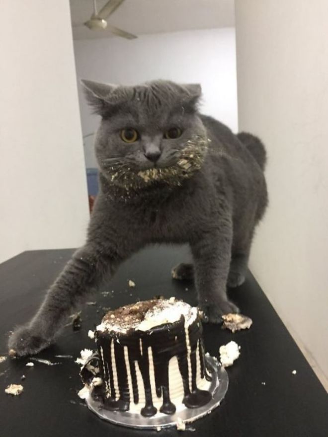 Кот погрыз торт