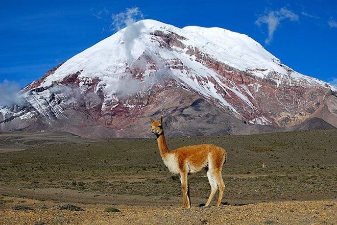 Лама на фоне горы