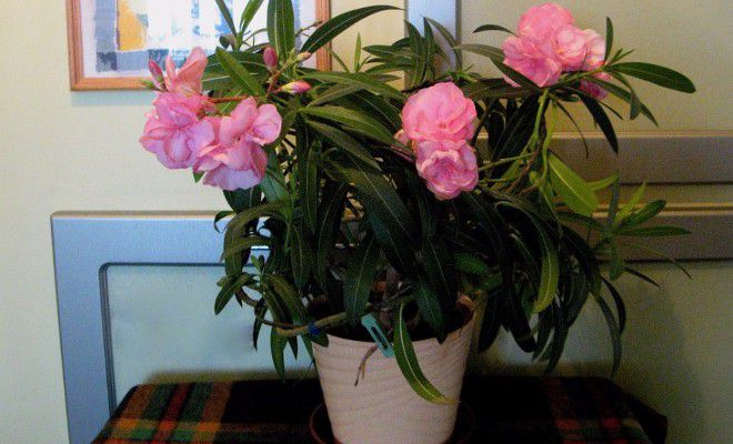 Олеандра комнатное растение Можно ли выращивать дома?