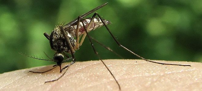 Борьба с комарами народными средствами
