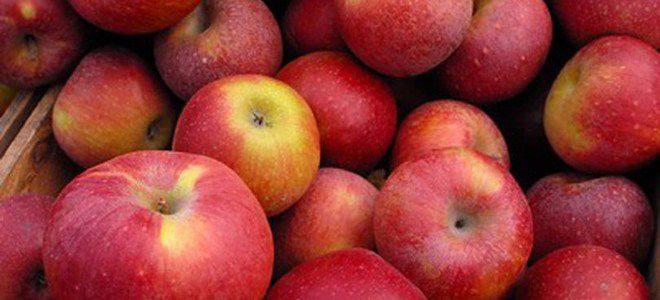 как хранить яблоки на зиму