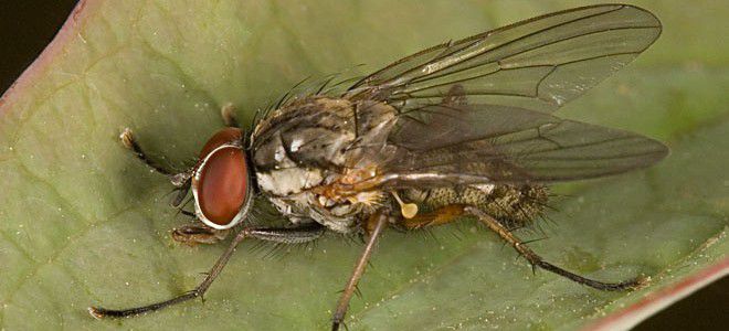 Луковая муха и борьба с ней