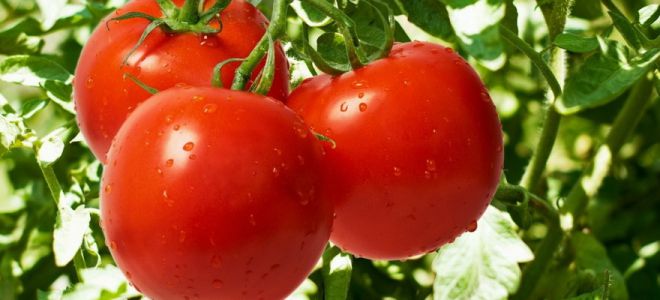 томаты болезни и борьба с ними